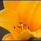 Detalle Flor amarilla