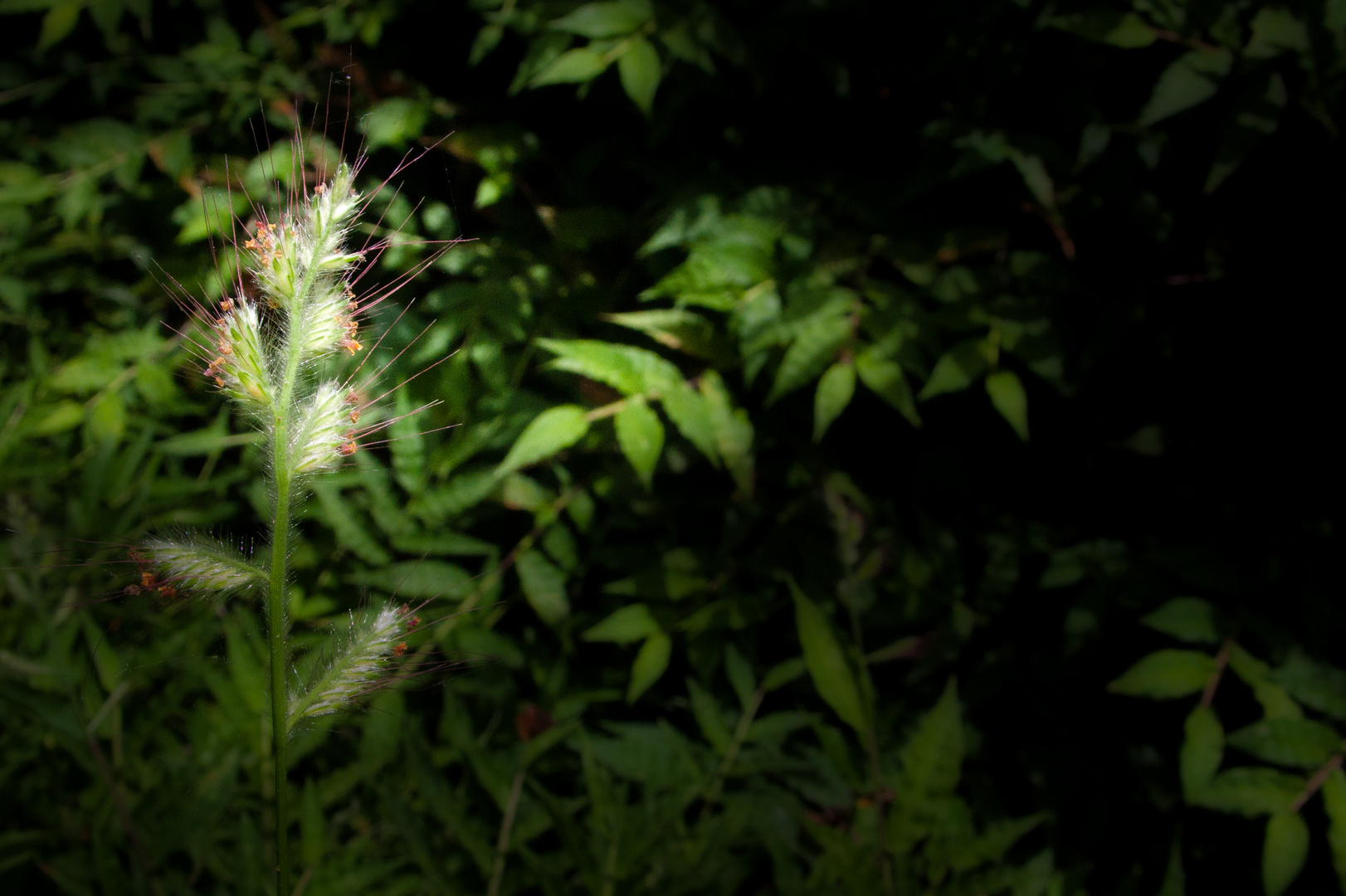 Detalles de la naturaleza