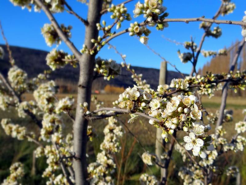 Detalles de Primavera