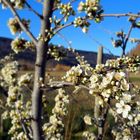 Detalles de Primavera