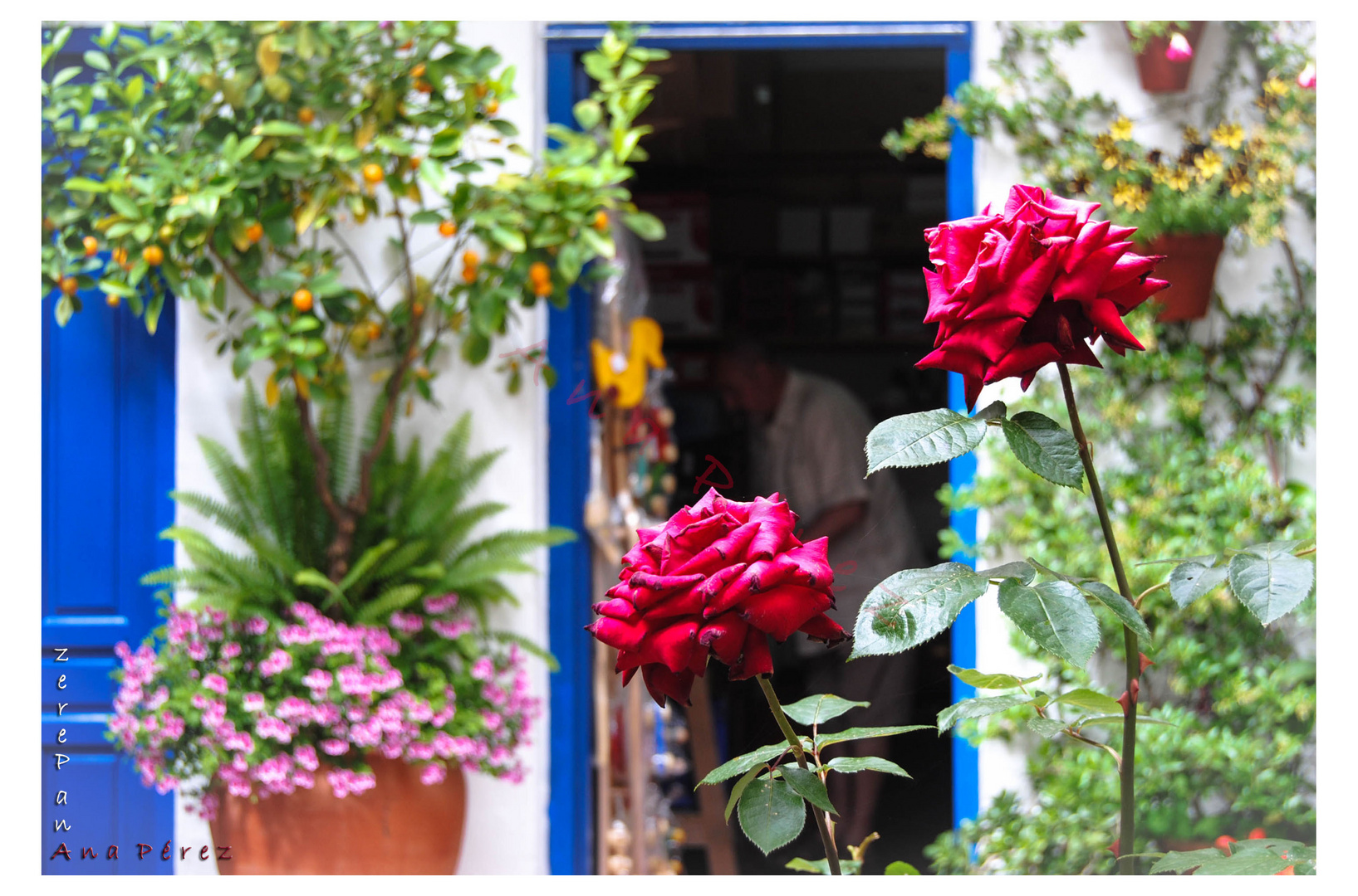 DETALLES PATIOS DE CÓRDOBA