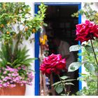 DETALLES PATIOS DE CÓRDOBA