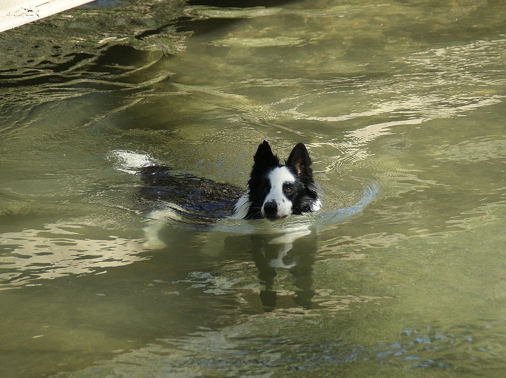 Détente dans la rivière