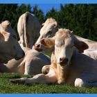 Détente ruminante - Des vaches « Blondes d’Aquitaine » dans de beaux prés gersois.