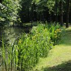 Detmold - Wasserlilien am Knochenbach