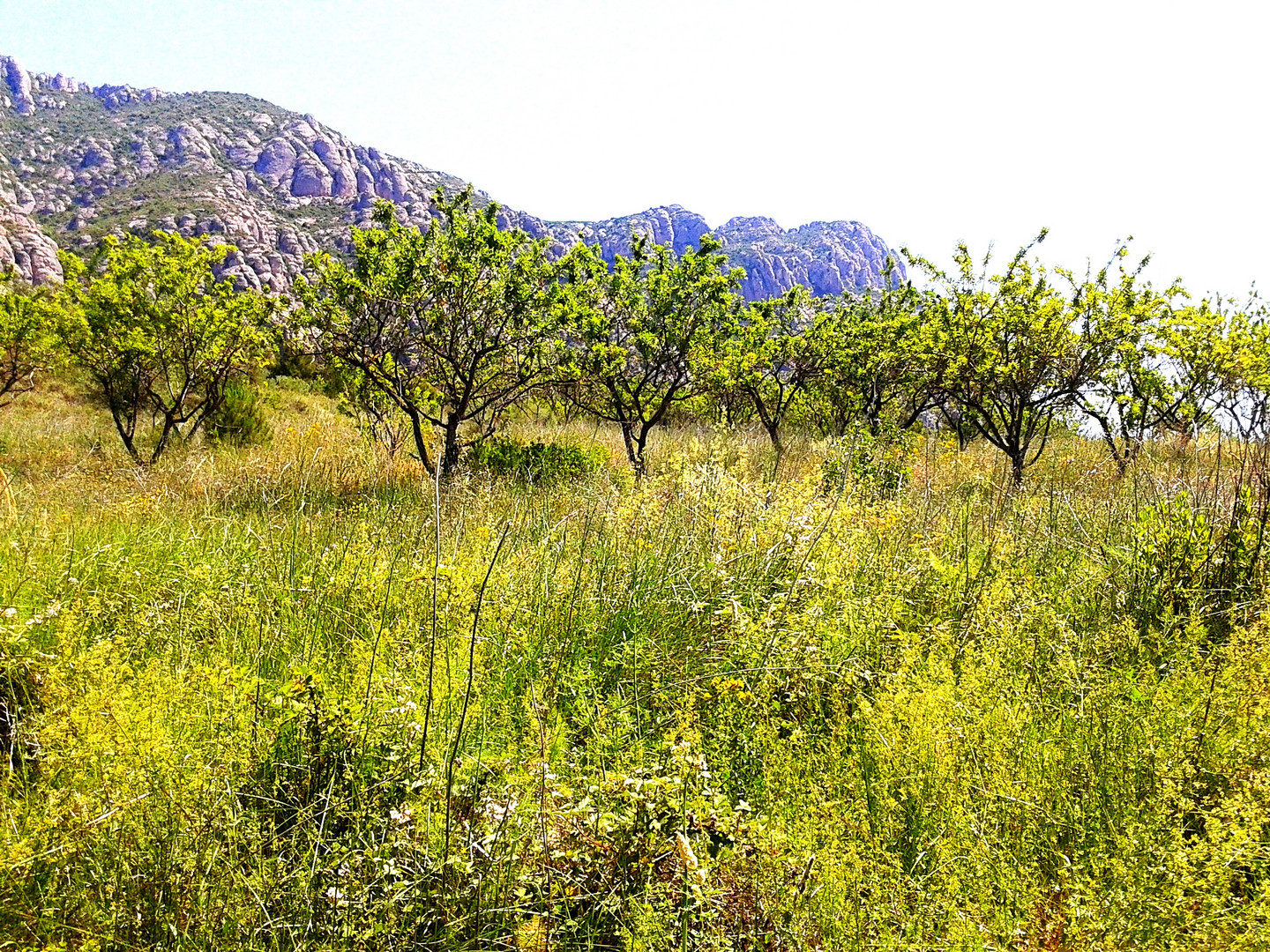 DETRAS DE MONTSERRAT