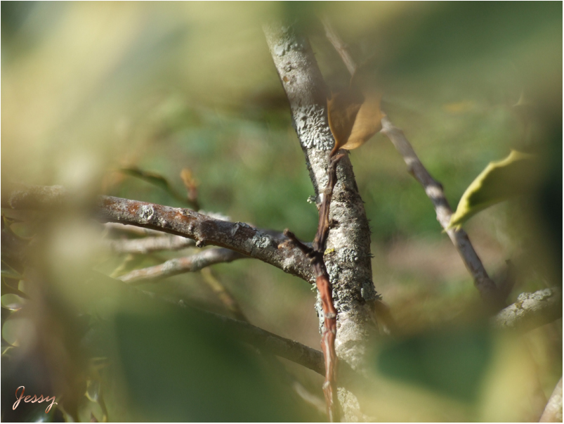 Dettagli d'autunno