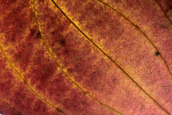 Dettaglio di una foglia autunnale