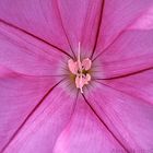 Dettaglio fiore di vilucchio rosa