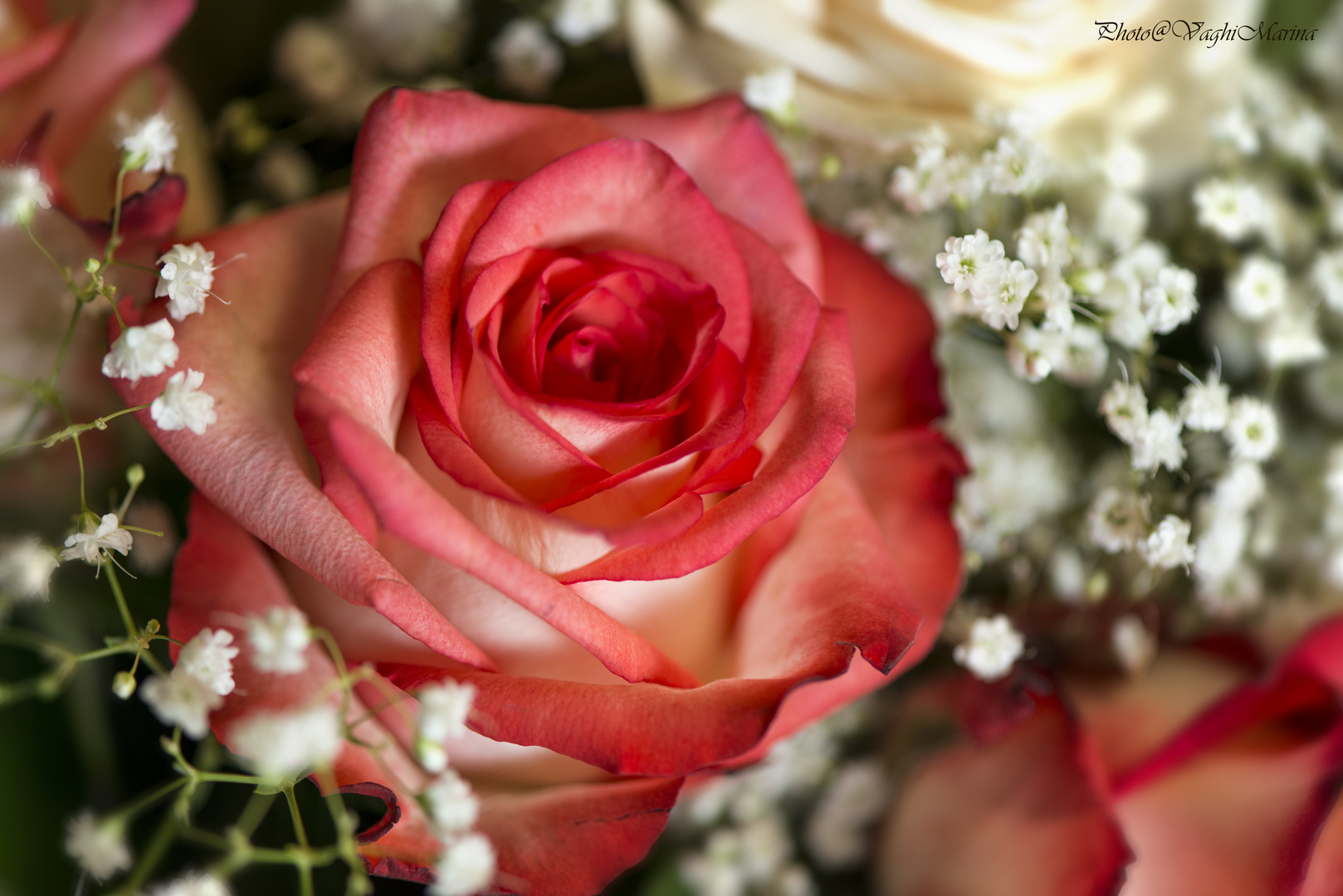 Dettaglio rosa diun bouquet