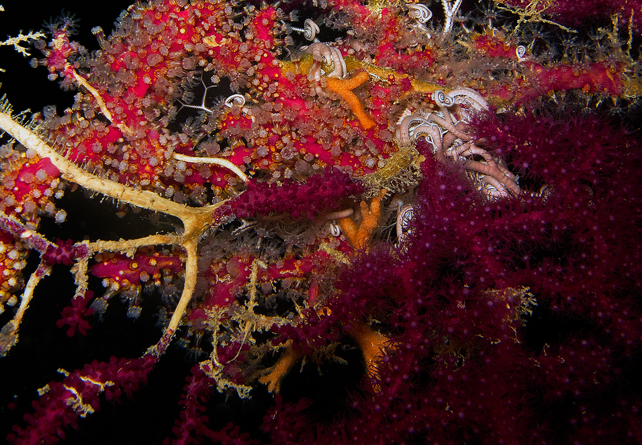 DettaglioAstropartus Mediterraneus su gorgonia rossa