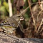 Dettingen an der Erms, am Biosphärengebiet schw. Alb, ein junger Grünfink