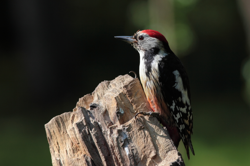 Dettingen an der Erms, am Biosphärengebiet schw. Alb, ein Mittelspechtmännchen