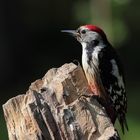 Dettingen an der Erms, am Biosphärengebiet schw. Alb, ein Mittelspechtmännchen