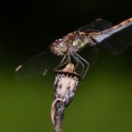 Dettingen an der Erms, am Biosphärengebiet Schwäbische Alb, eine Libelle