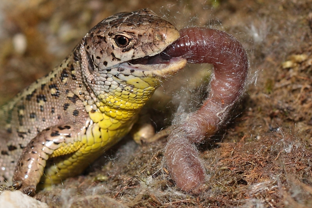 Dettingen an der Erms, Biosphärengebiet, Eidechsenfütterung