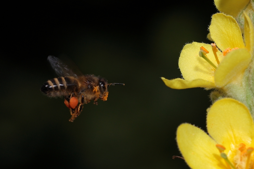 Dettingen an der Erms, Biosphärengebiet, Königskerze / Biene im Anflug