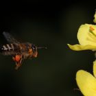 Dettingen an der Erms, Biosphärengebiet, Königskerze / Biene im Anflug