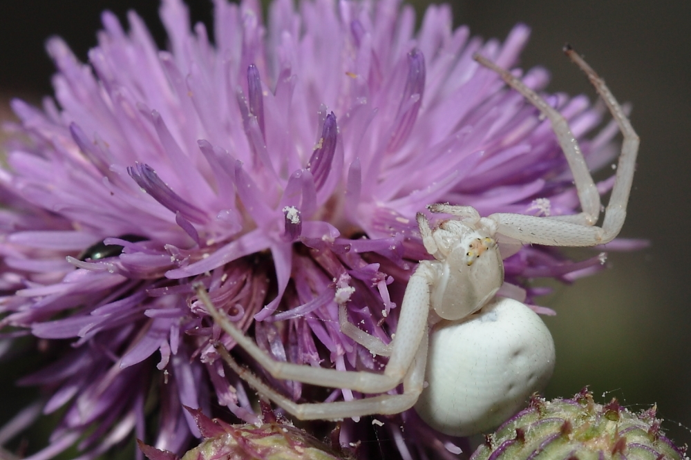 Dettingen an der Erms, Biosphärengebiet,  Krabbenspinne