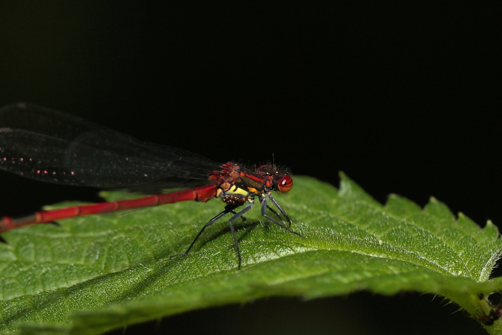 Dettingen an der Erms, Biosphärengebiet, Libelle mit Schmarotzern