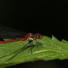 Dettingen an der Erms, Biosphärengebiet, Libelle mit Schmarotzern