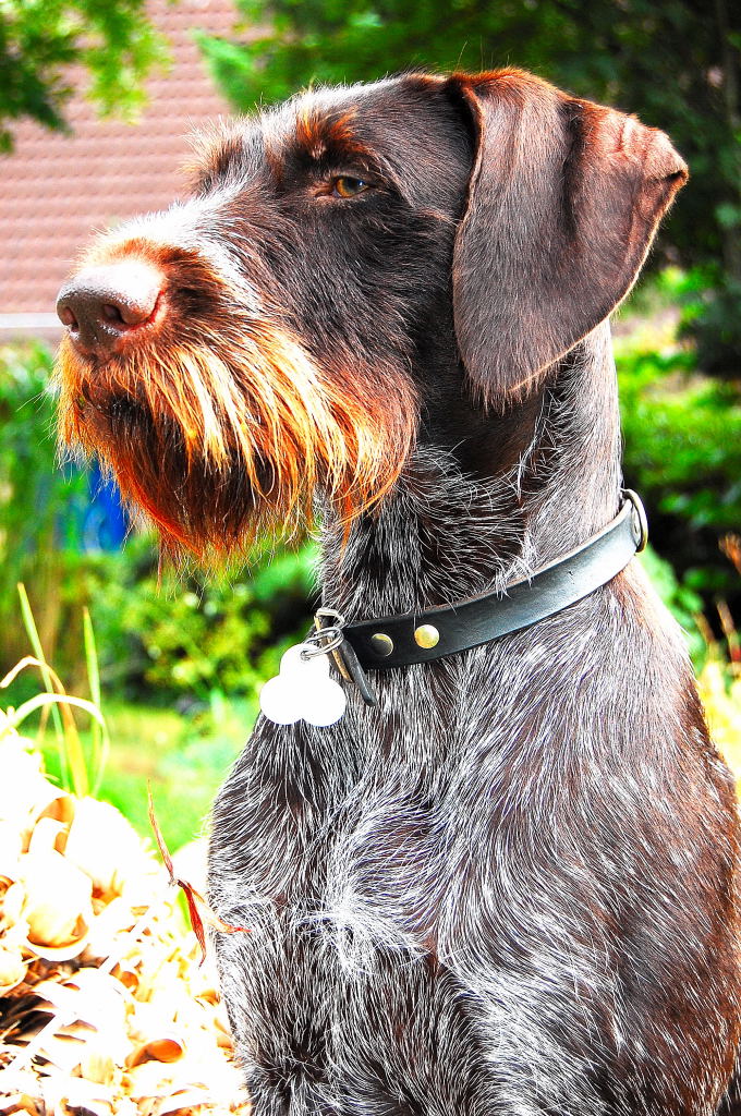 Dog Auf Deutsch Dog Auf Deutsch