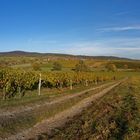 Deutsch-Französiche Weinberge