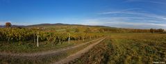 Deutsch-Französiche Weinberge