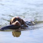 Deutsch Kurzhaar im Wasser