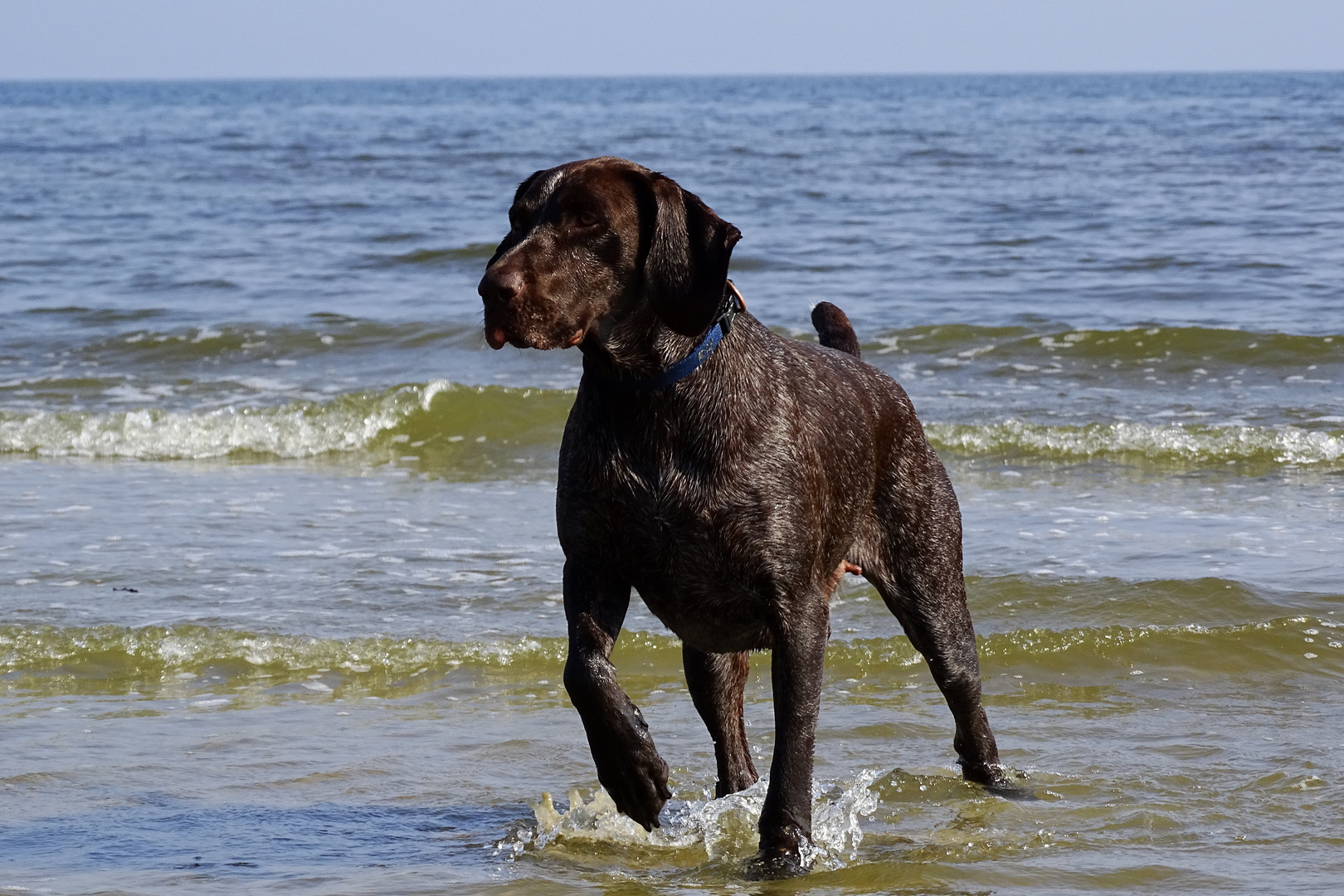 Deutsch Kurzhaar in der Ostsee