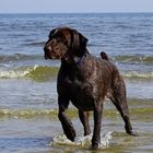 Deutsch Kurzhaar in der Ostsee