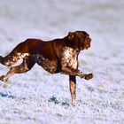 Deutsch Kurzhaar "Pepper" mit Highspeed