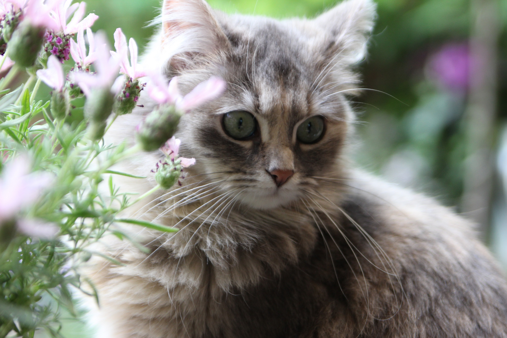 Deutsch Langhaarkatze, Loulou vom Leineufer