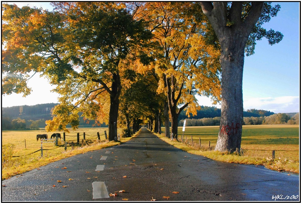 Deutsche Alleen Strasse (2010) 2