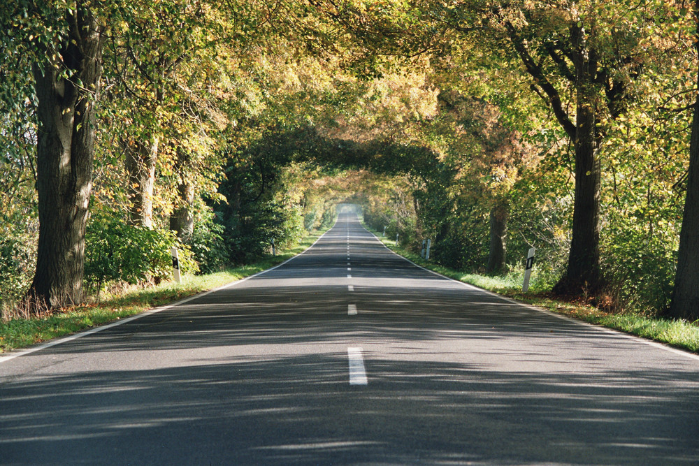 Deutsche Alleenstraße auf der Insel Rügen