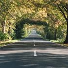 Deutsche Alleenstraße auf der Insel Rügen