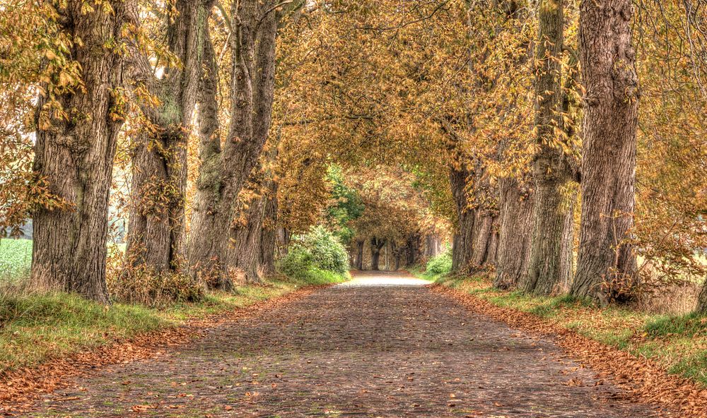 Deutsche Alleenstrasse - Rügen