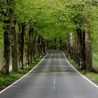 Deutsche Alleestr. / Insel Rügen 2