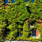 DEUTSCHE BAHNCHEFS LIEBEN DAS GRÜN DER NATUR
