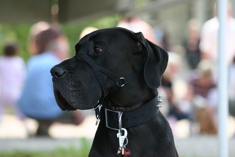 Deutsche Dogge beim Dogday