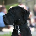 Deutsche Dogge beim Dogday