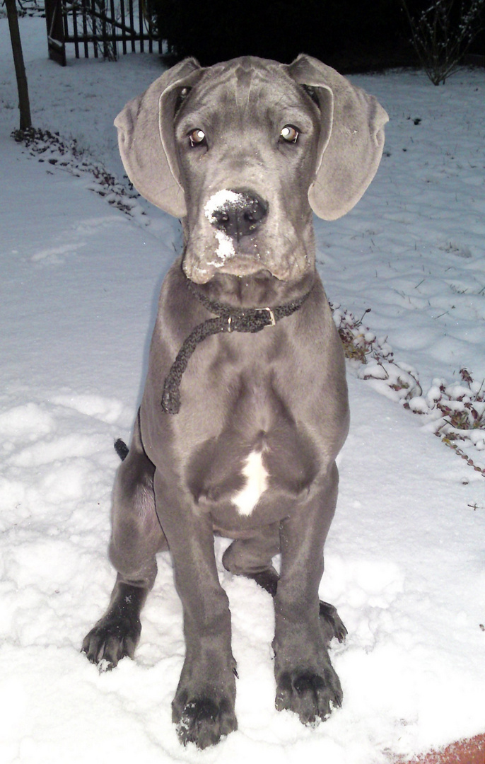 Deutsche Dogge - Blue vom Mendener Berg