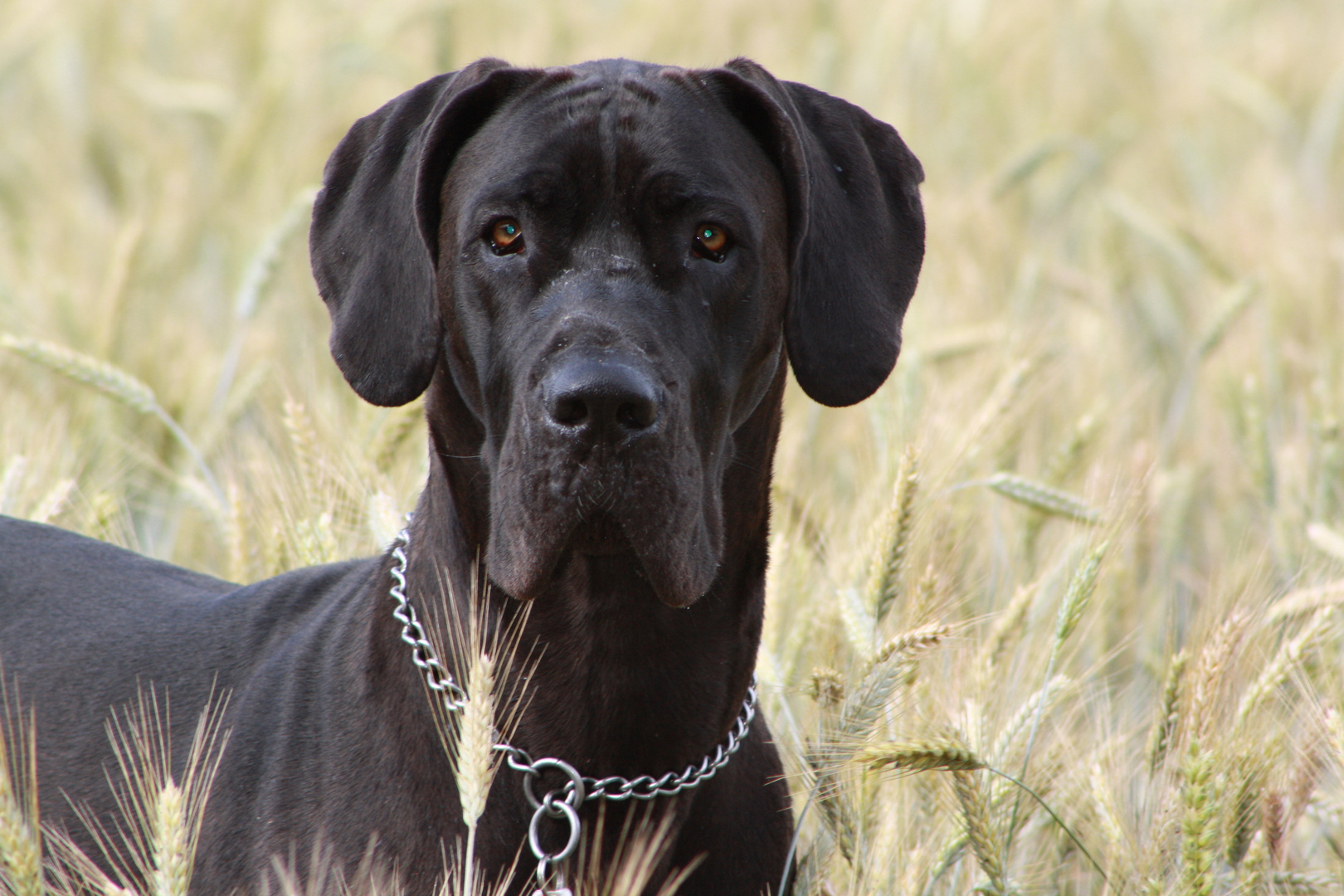 Deutsche Dogge im Feld