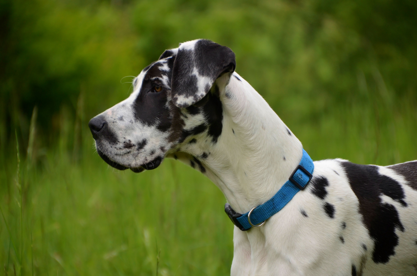 Deutsche Dogge - Portrait