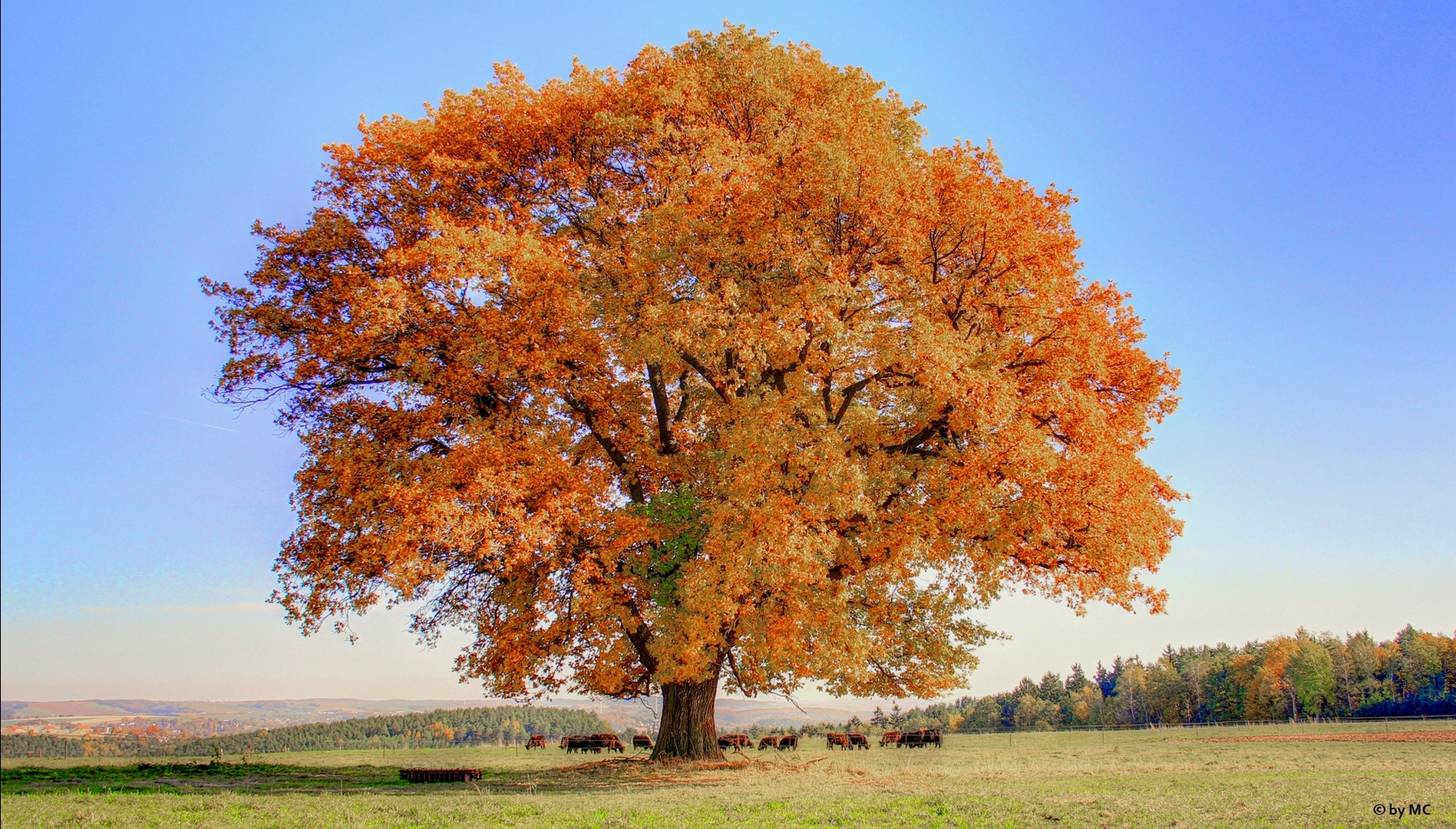 Deutsche Eiche im Herbst