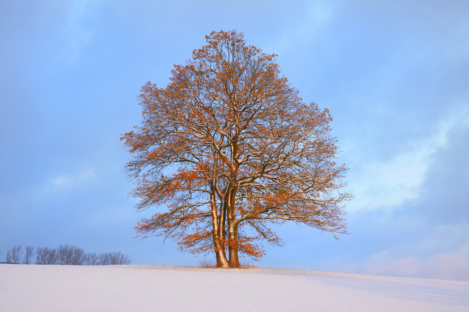 Deutsche Eichen, Quercus robur, im Schnee und Abendlicht