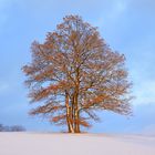 Deutsche Eichen, Quercus robur, im Schnee und Abendlicht