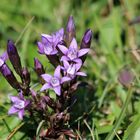 Deutsche Enzian (Gentiana germanica) zunächst von mit fälschlicherweise als Schusternägel angegeben