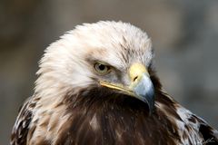 Deutsche Greifenwarte - Kaiseradler