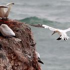 Deutsche Inseln - Helgoland